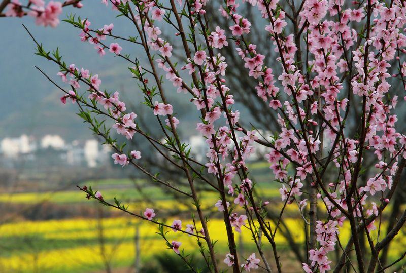 醉美婺源（3月14号）