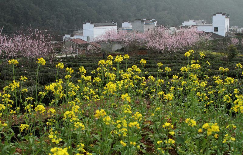 醉美婺源（3月14号）