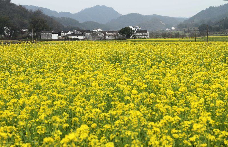 醉美婺源（3月14号）